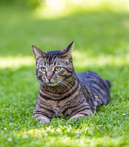 istock cute cat relaxes in the garden 179215328