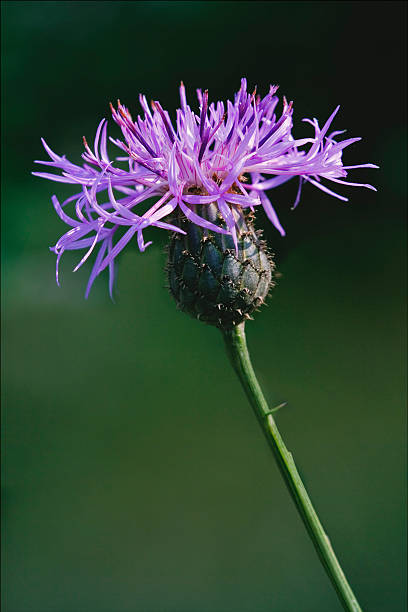 onopordum taurucum onoporduma - flower may thistle purple ストックフォトと画像