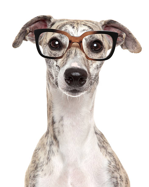 chien dans des verres sur un arrière-plan blanc - sight hound photos et images de collection