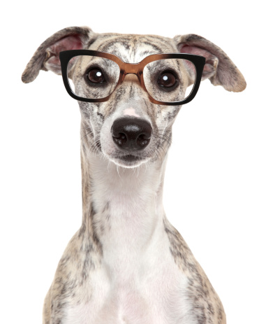 Close-up portrait of a dog in glasses, on white background