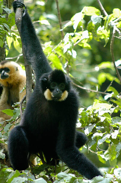 istock Yellow cheek gibbons 179215728