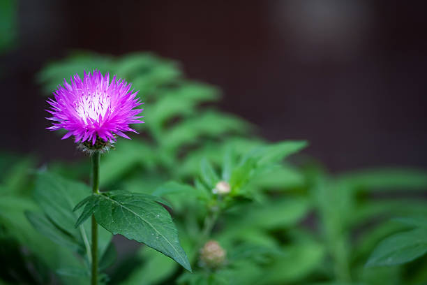 de-rosa com flores e grama de fundo - poke weed - fotografias e filmes do acervo