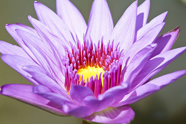 lotus pourpre. - lotus ornamental garden insect summer photos et images de collection