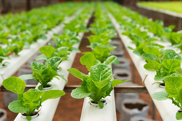 hydroponic gemüse - technology farm cameron highlands agriculture stock-fotos und bilder