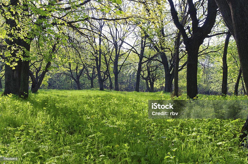 Soleado en bosque por la mañana - Foto de stock de Aire libre libre de derechos