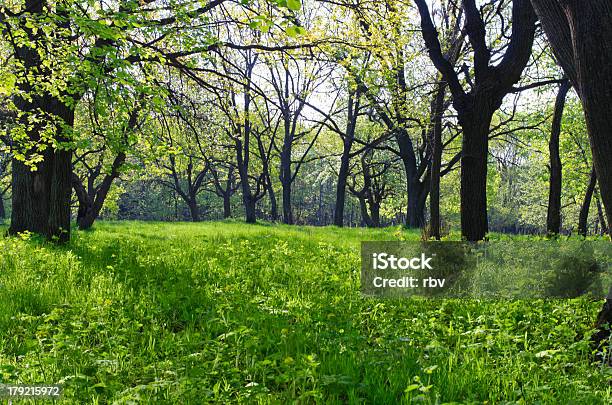 Soleado En Bosque Por La Mañana Foto de stock y más banco de imágenes de Aire libre - Aire libre, Alto - Descripción física, Arbusto