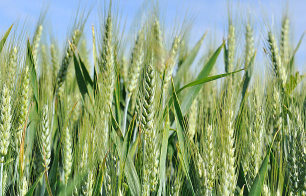 istock ears of barley 179216008