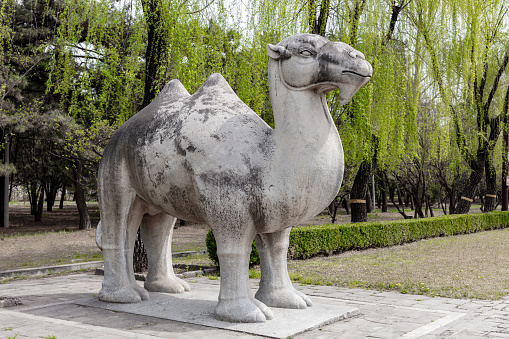 Stone-carved camels on both sides of the Ming Dynasty Ming Tombs Sacred Road in China