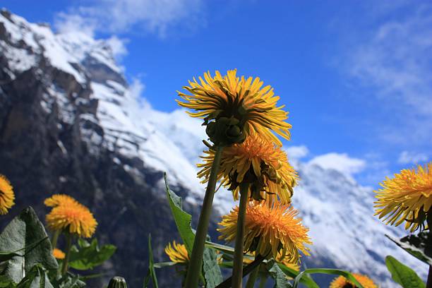 la suisse - schreckhorn photos et images de collection