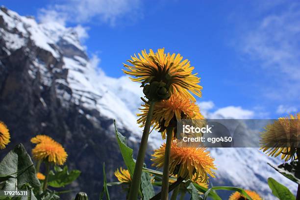A Suíça - Fotografias de stock e mais imagens de Alpes Europeus - Alpes Europeus, Ao Ar Livre, Cabeça de Flor