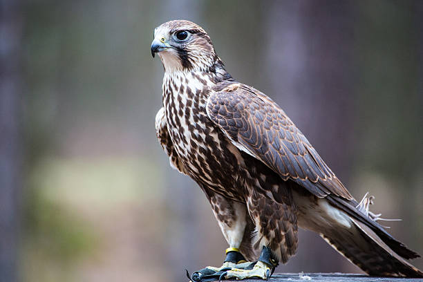 Saker Falcon A Saker Falcon poses on a tree stump. Beautiful brown and white speckled chest. saker stock pictures, royalty-free photos & images