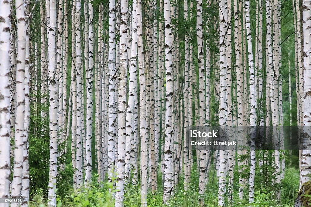 여름 Birchwood - 로열티 프리 자작나무 스톡 사진