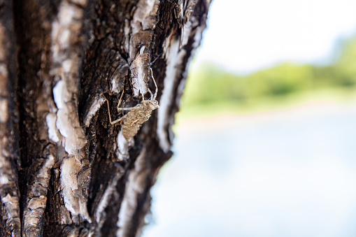 Cicada molts on tree trunk in summer