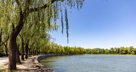 Kunming Lake in the Summer Palace, a classical royal garden in Beijing in summer, with willow trees planted by the lake