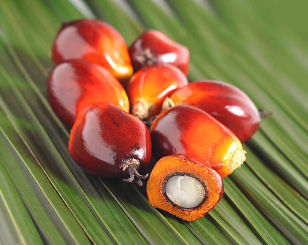 istock Oil palm fruit 179216735