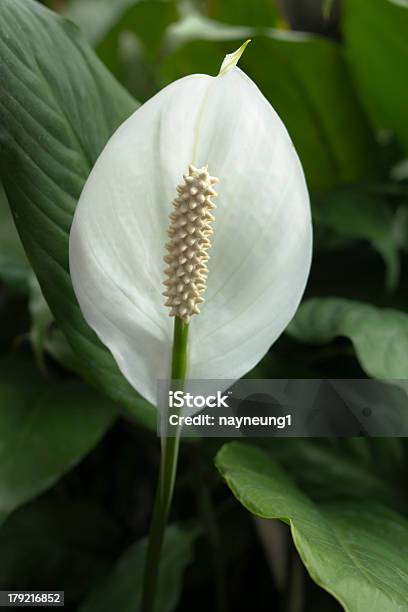 Spathiphyllum Stock Photo - Download Image Now - Backgrounds, Beauty In Nature, Blossom