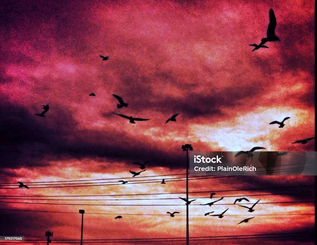 Bandada de la línea - Foto de stock de Bandada de pájaros libre de derechos