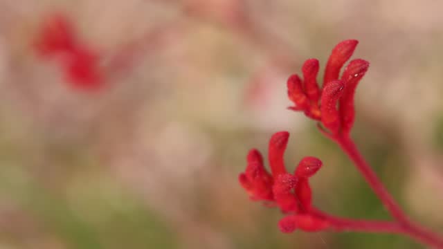 Kangaroo Paw flower