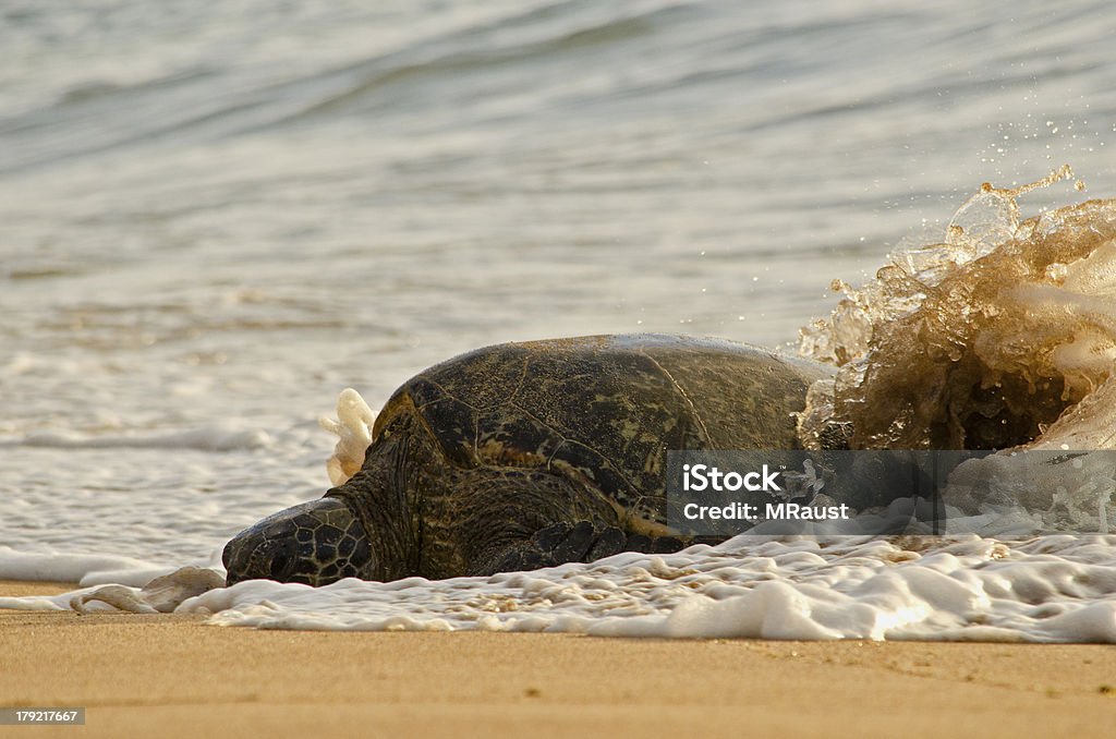 Tartaruga di surf - Foto stock royalty-free di Ambiente