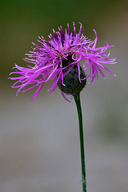serratula cichoracea - flower may thistle purple ストックフォトと画像