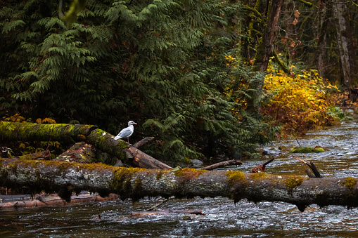 Seagull along the river at Goldstream Provincial Park during the salmon run.