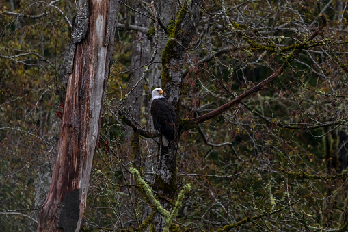 Black and white wildlife photograph of an eagle flying in the air