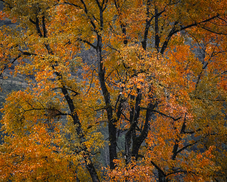 Autumn colors at Goldstream Provincial Park, located on southern Vancouver Island.