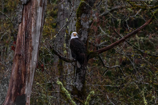 A Bald Eagle perched on a tree branch at Goldstream Provincial Park.