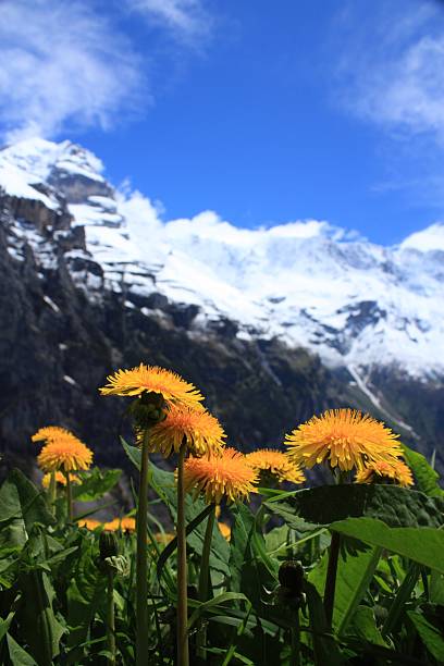 швейцария) - switzerland interlaken schreckhorn mountain стоковые фото и изображения