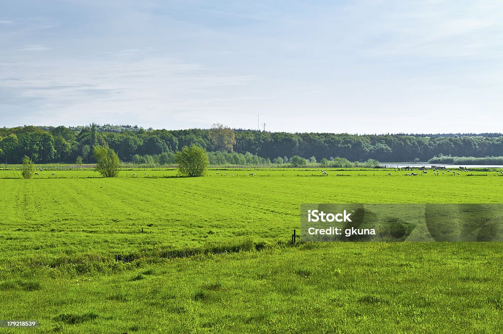 Le mucche e le pecore - Foto stock royalty-free di Acqua