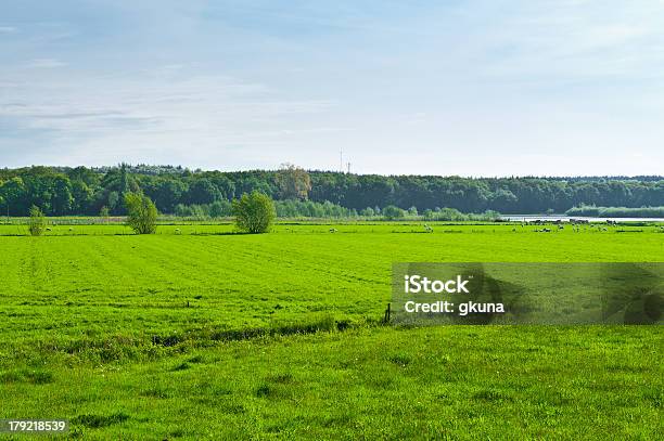 Le Mucche E Le Pecore - Fotografie stock e altre immagini di Acqua - Acqua, Agricoltura, Albero