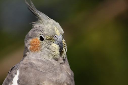 Gray cockatiel