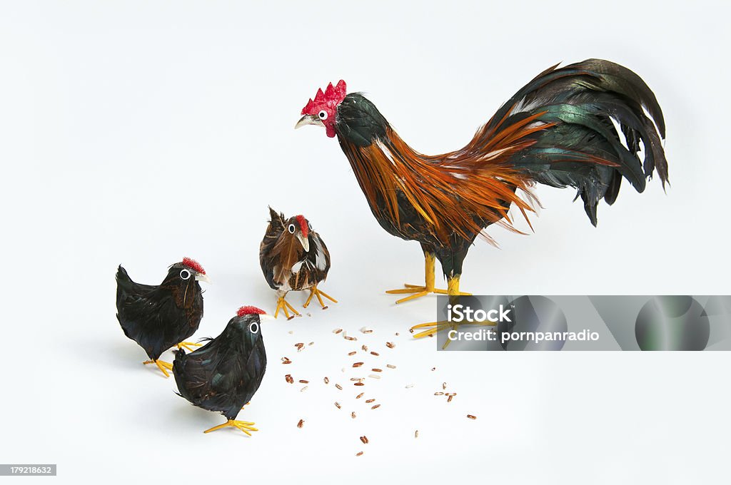 Alimentar las gallinas - Foto de stock de Ala de animal libre de derechos