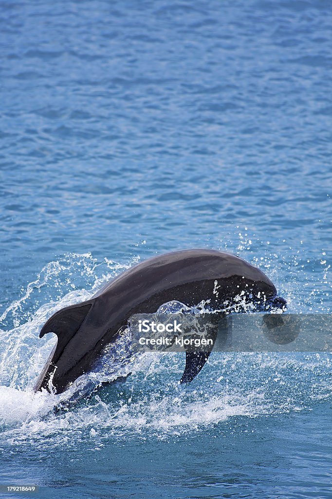 Delfino dal naso a bottiglia - Foto stock royalty-free di Animale