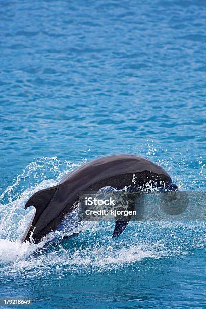 Butlonosym Dolphin - zdjęcia stockowe i więcej obrazów Butlonos - Butlonos, Delfin, Dzikie zwierzęta
