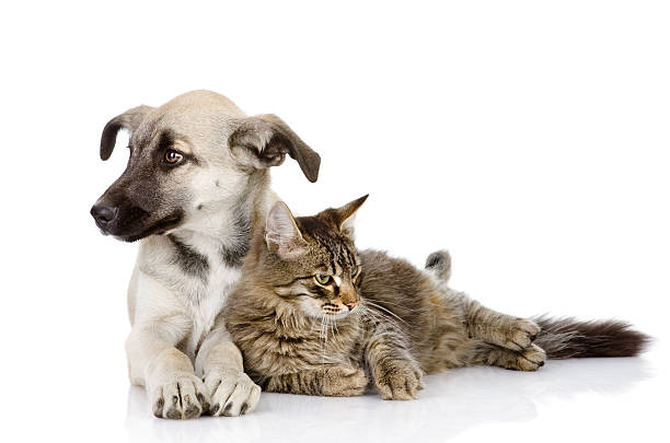 istock cat and dog lie together 179218762