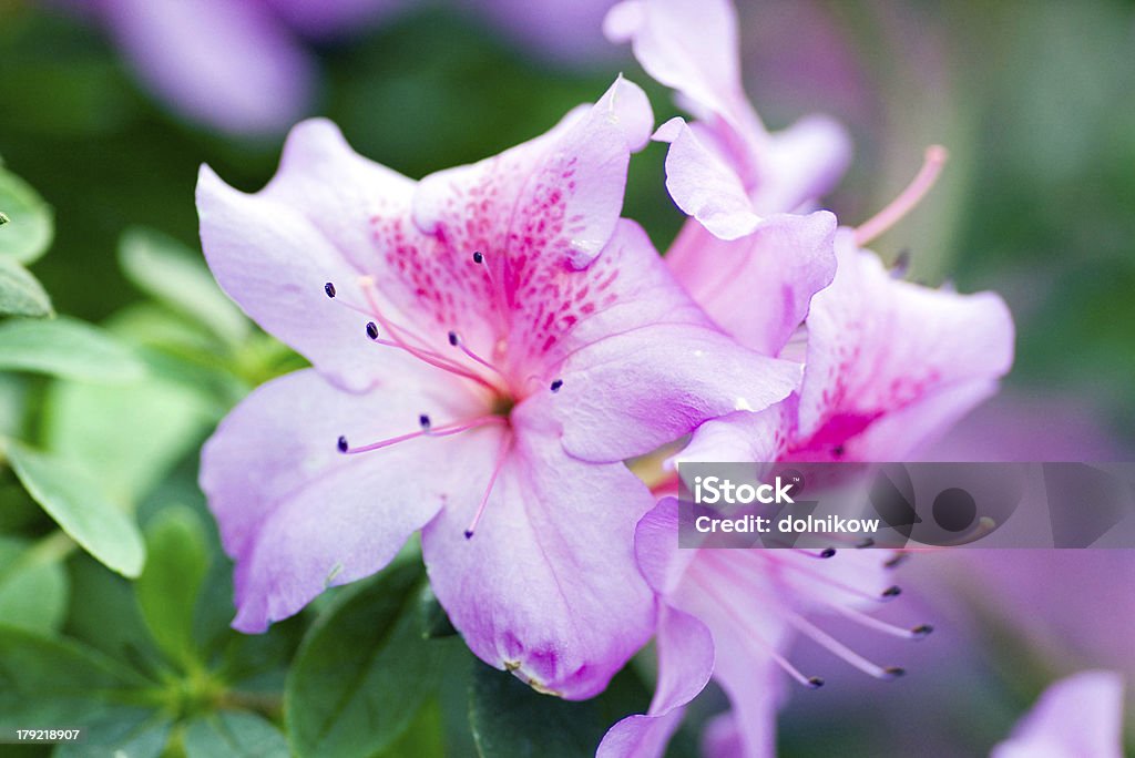 Azalia - Foto stock royalty-free di Astratto