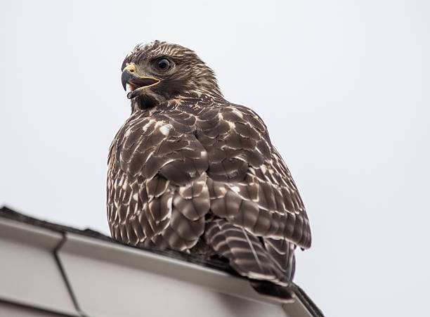 Red Hawk musculado - foto de acervo