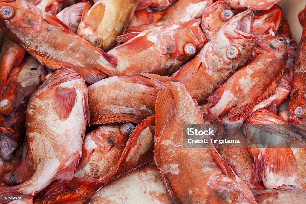 świeże ryby - Zbiór zdjęć royalty-free (Część ciała zwierzęcia)
