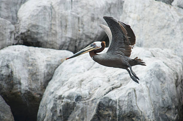 Grey Pelican stock photo