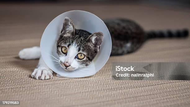 Siamese Cat In A Collar Stock Photo - Download Image Now - Animal, Animal Hospital, Animal Whisker