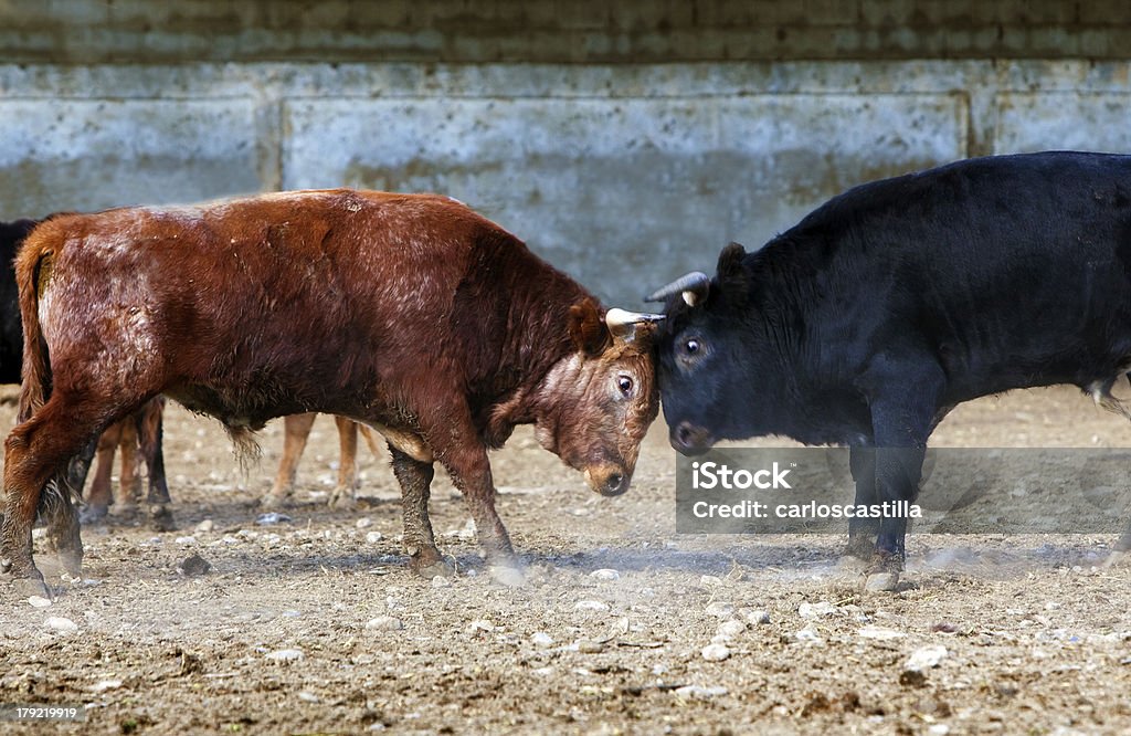 Espanhol luta bulls - Royalty-free Agressão Foto de stock