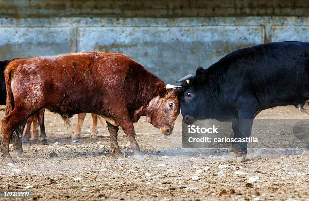 Espanhol Luta Bulls - Fotografias de stock e mais imagens de Agressão - Agressão, Agricultura, Animal