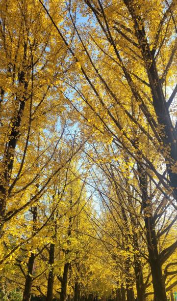 istock FALL / AUTUMN IN KOREA 2023 1792200004
