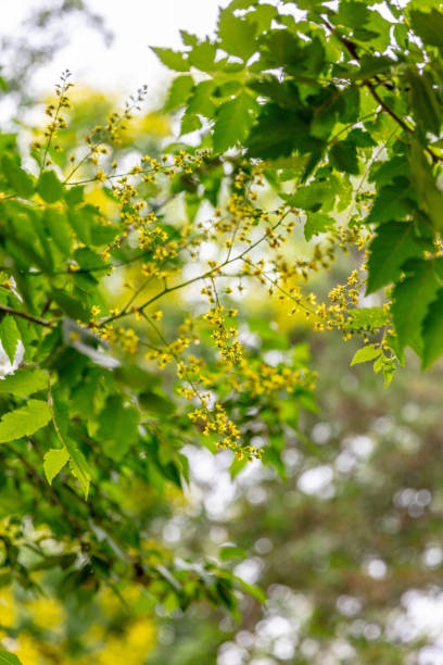 istock Green plant background with small yellow flowers 1792200016