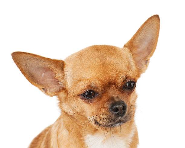 istock Red chihuahua dog isolated on white background. 179220032