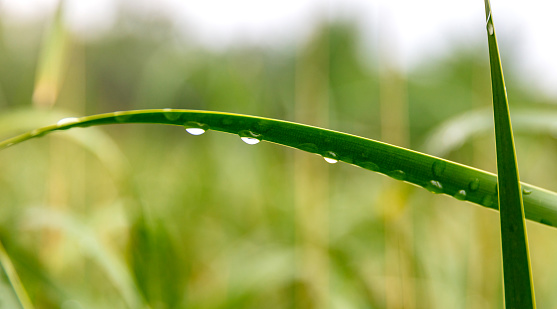 The reed leaves after the rain are covered with water droplets