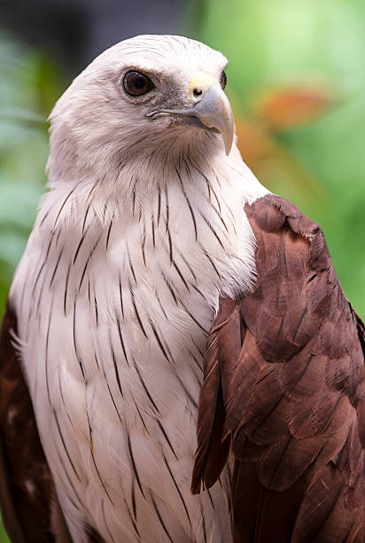 istock Close up Brahminy Kite (Haliastur indus) Red-backed 179220085