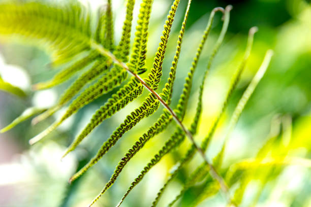 Ferns growing in the greenhouse