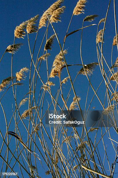 Reed Stockfoto und mehr Bilder von Bach - Bach, Blatt - Pflanzenbestandteile, Blau